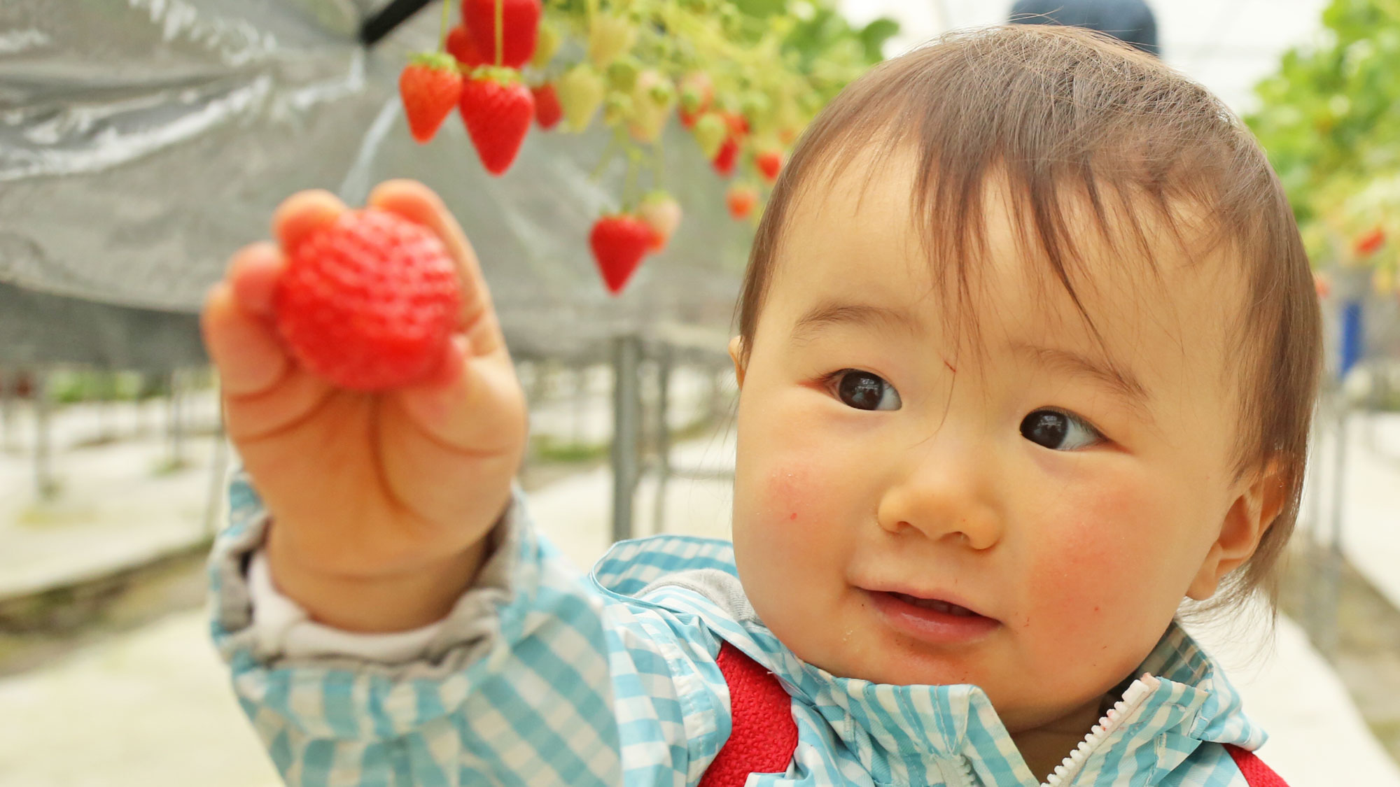 Omishima Strawberry Picking