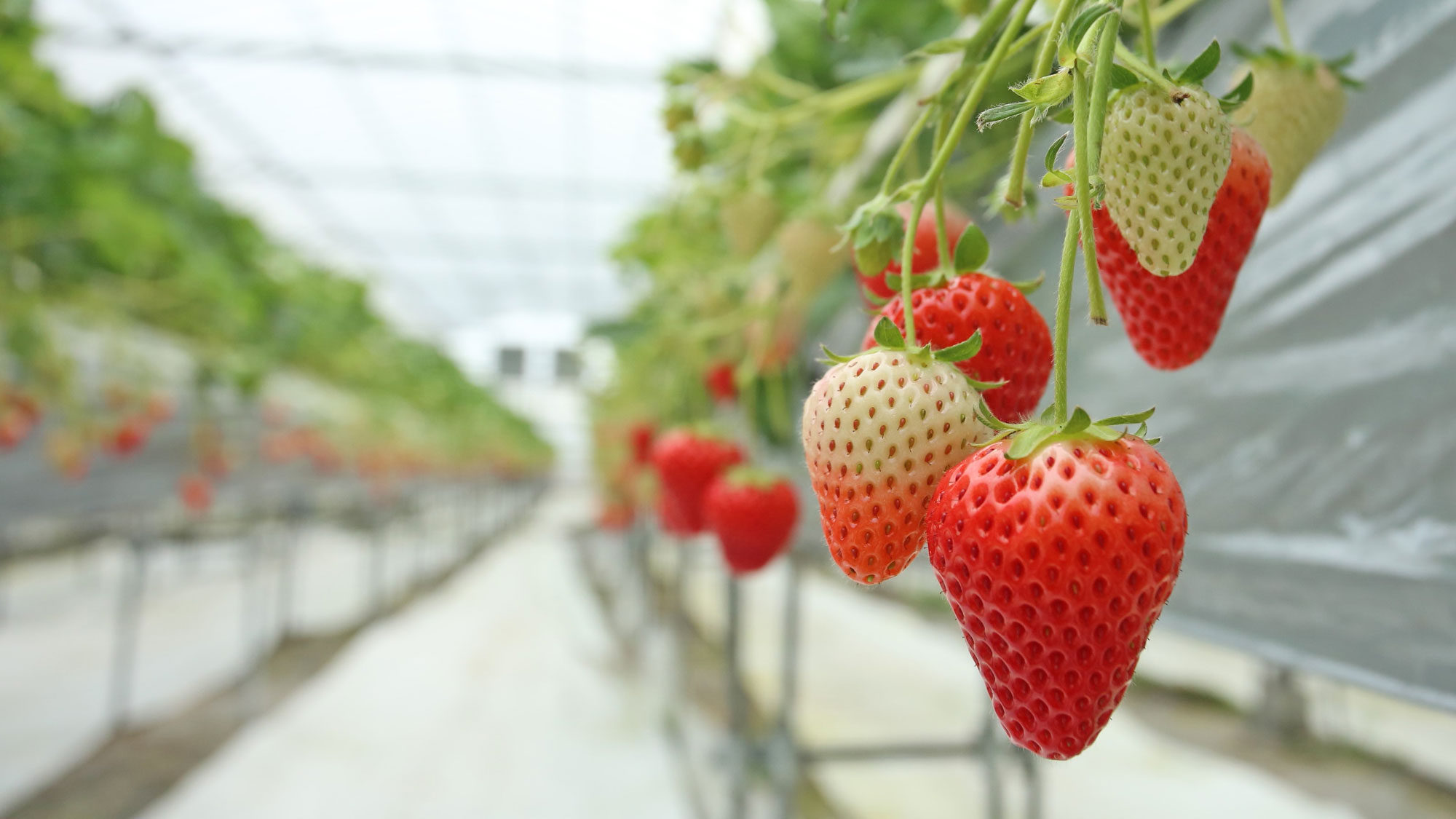 Omishima Strawberry Picking