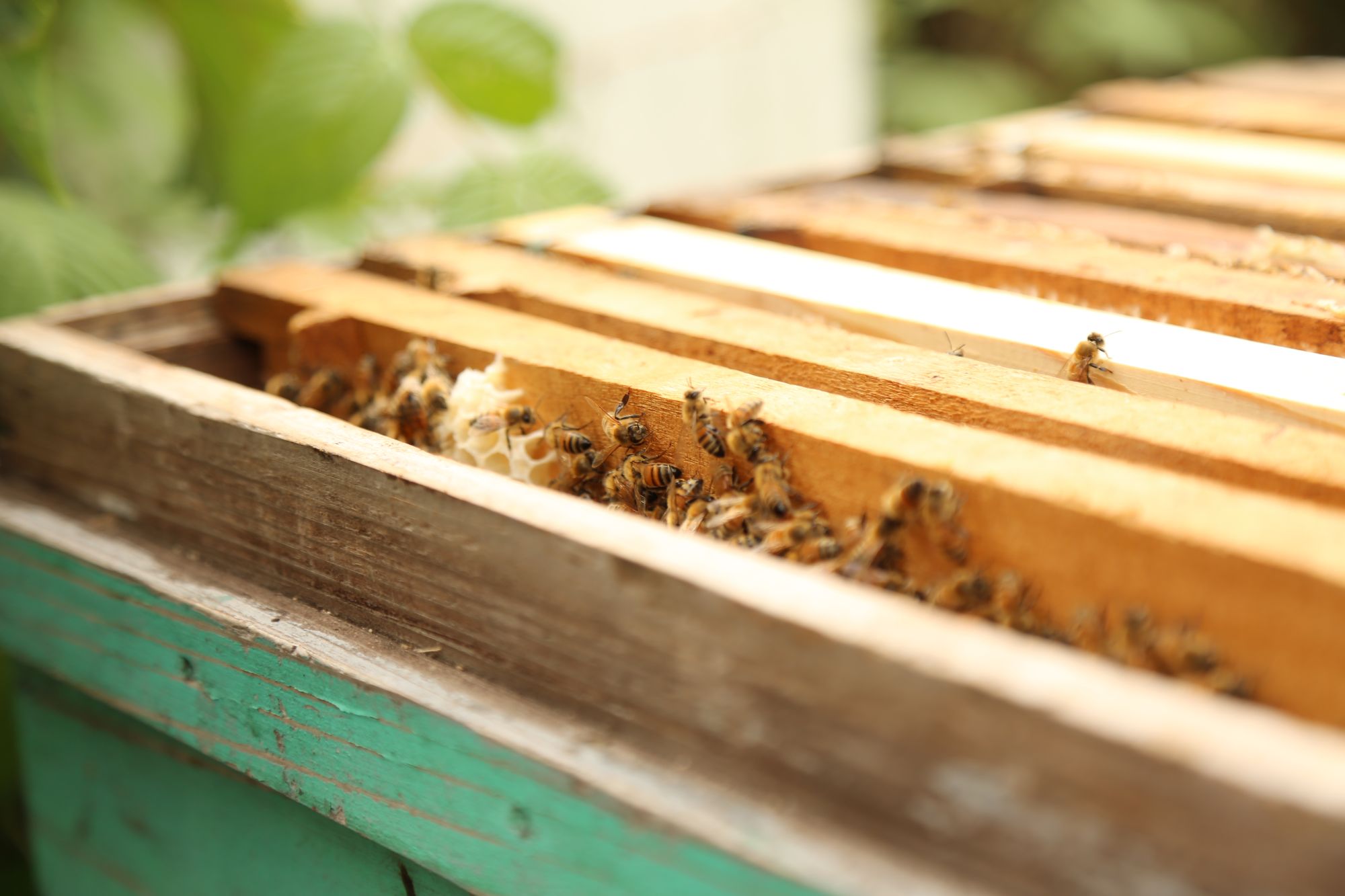 Honey Bee Apiary experience