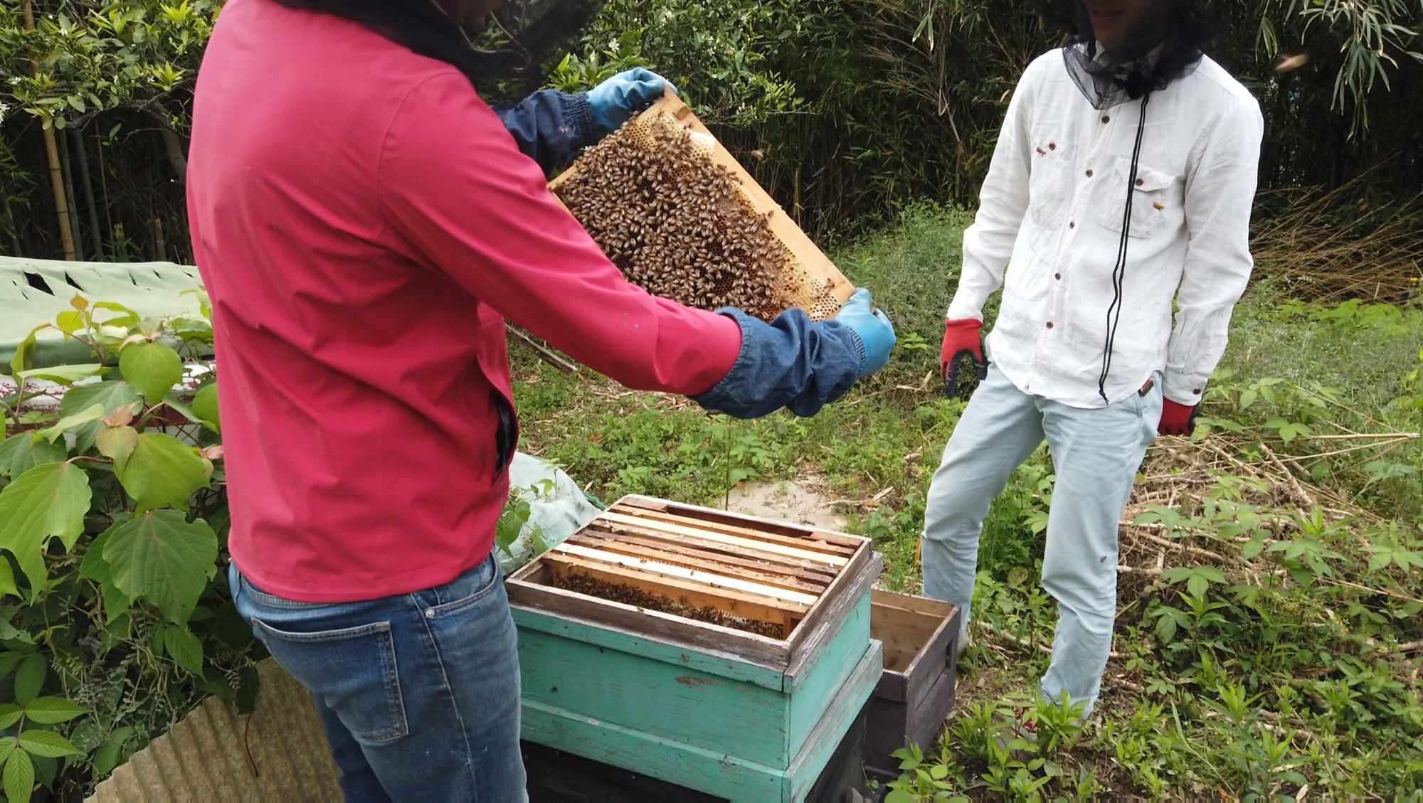 【５・6月限定】大三島 ハチミツ採取体験