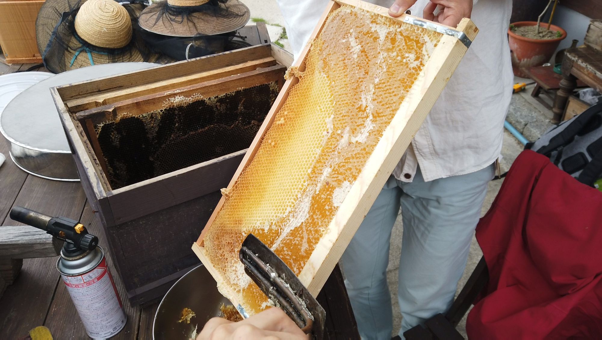 Honey Bee Apiary experience