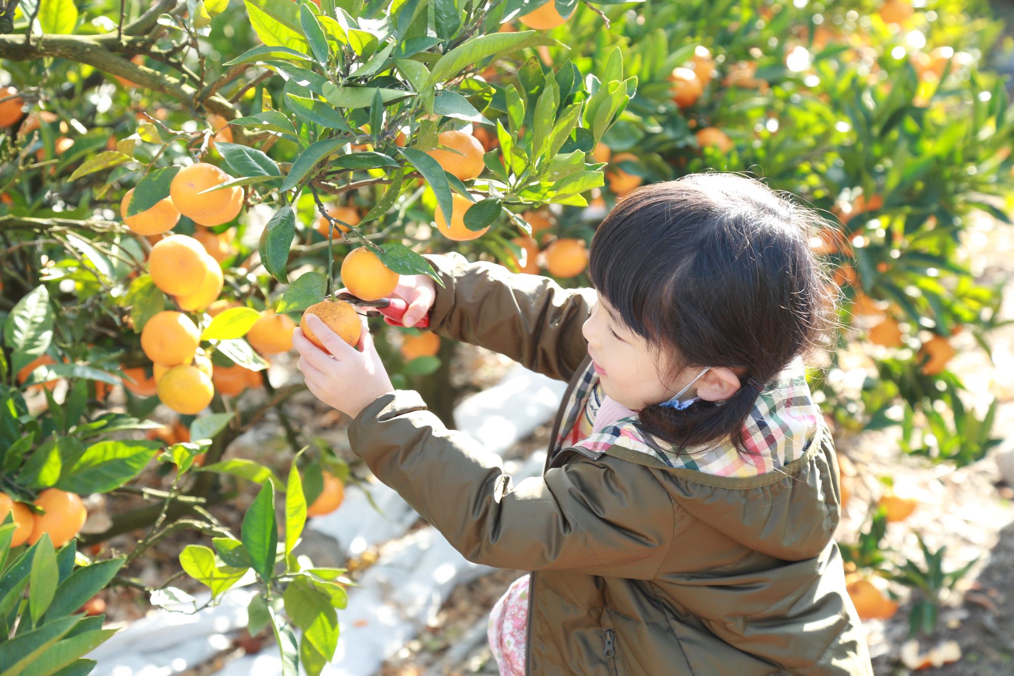 【ベストシーズン】大三島　柑橘収穫体験 (F3)