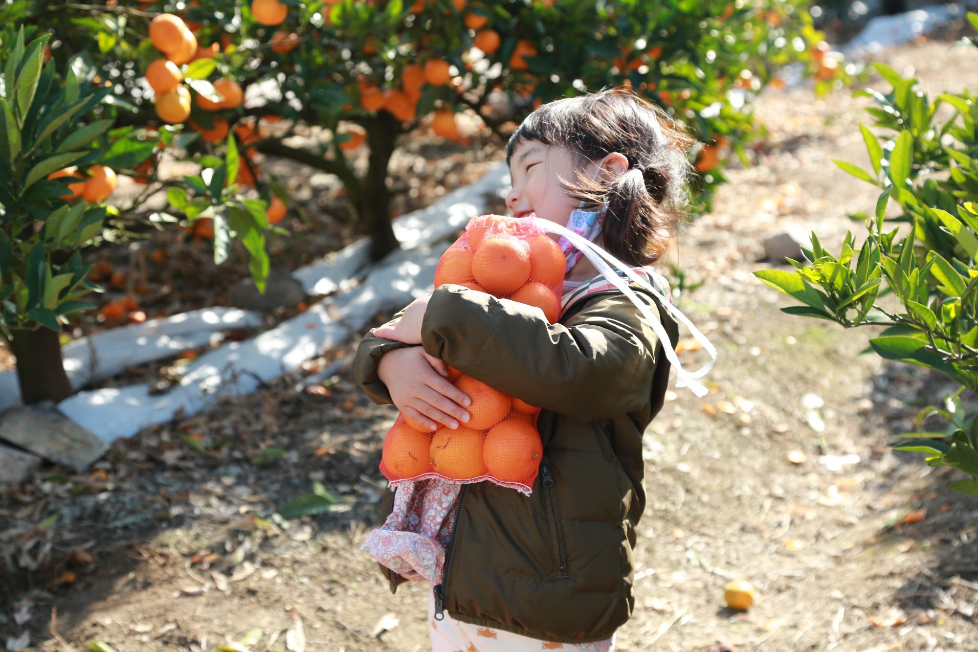 【11月開始】大三島　柑橘収穫体験 (F3)