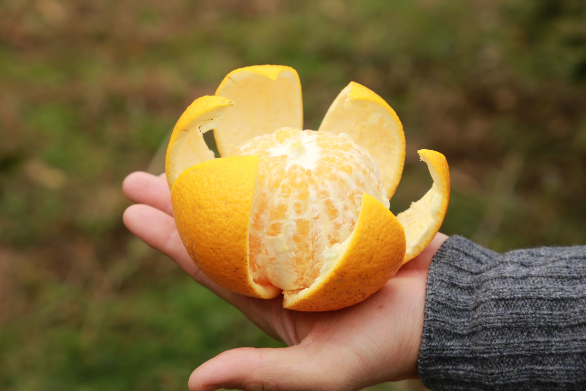 【ベストシーズン】大三島　柑橘収穫体験 (F3)